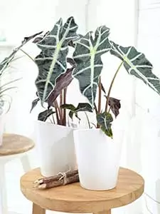 Alocazja