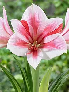 Amarylis
