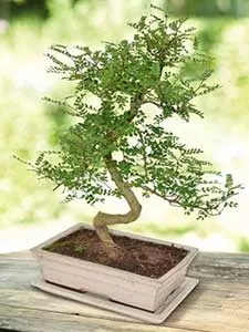 Bonsai