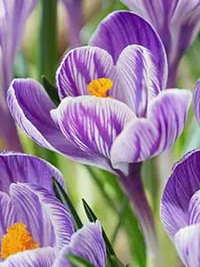 Krokus