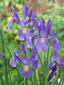 Holenderski Iris
