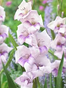 Mieczyki
