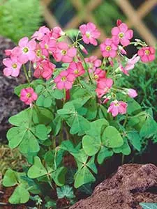Oxalis - Szczawik