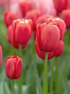 Tulipany
