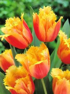 Tulipany z frędzlami