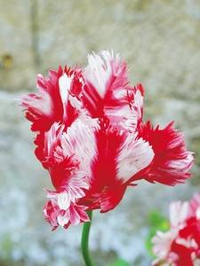 papuzie tulipany