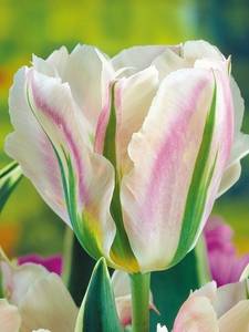 Tulipany Viridiflora