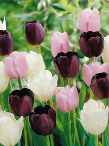 Kolekcje tulipanów