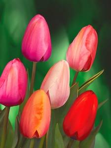 Tulipany Darwina