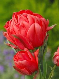 Tulipany Greigii