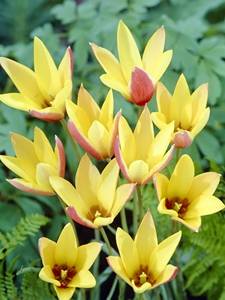 Tulipany Botaniczne