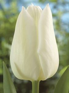 Triumf Tulipany