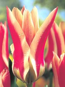 Tulipany Fosteriany