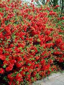 Chaenomeles