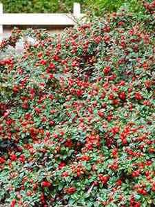 Cotoneaster - Irga