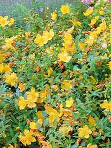Hypericum - Dziurawiec