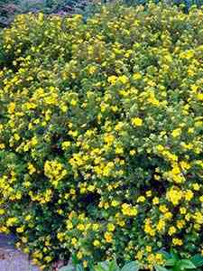 Potentilla