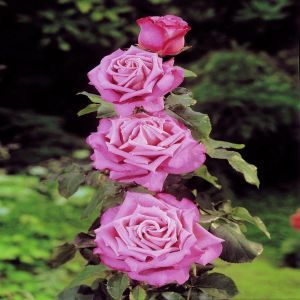 Rose Blue River