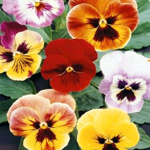 3 5145 Viola Pansy 'Aalsmeer Giants'