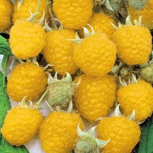 Rubus ideaus framboos-geel