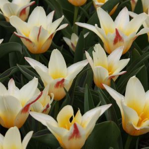 Tulip Kaufmanniana Johan Strauss