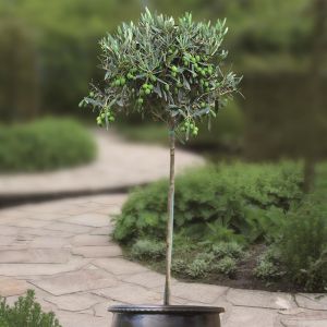 olive tree v4