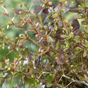 Bebrberis media Red Jewel