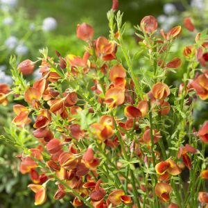 Cytisus Lena