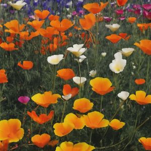 Californian poppy single