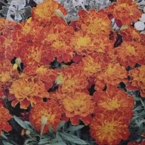 French Marigold Carmen