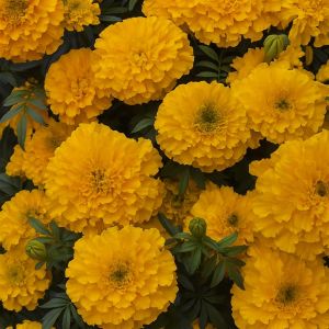 African Marigold Yellow supreme