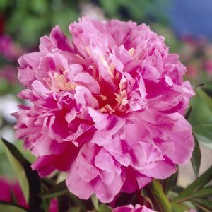 Paeonia Dr Alexander Fleming