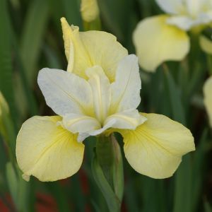 Iris sib Butter and Sugar 3.JPG