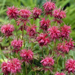 Monarda Twins