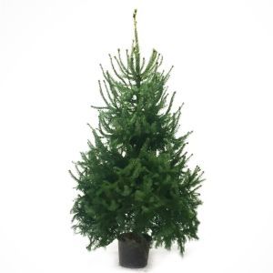 kerstboom-omorika.jpg