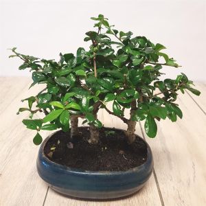 Bonsai Carmona forrest.jpg