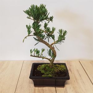 Bonsai Padocarpus macrophyllus 20 cm S