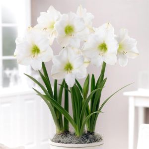 Amaryllis christmas gift v2