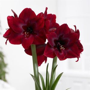 Amaryllis Carmen v2