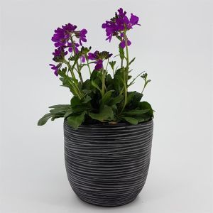 Arabis Rose Delight