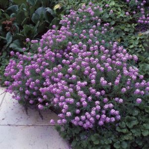 Phuopsis stylosa