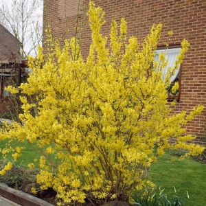 Forsythia x intermedia Lynwood(Weekend)