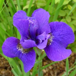 Iris Sibirica Dark Circle