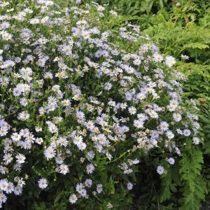 Kalimeris incisa Blue Star