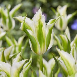 Tulipa Greenstar