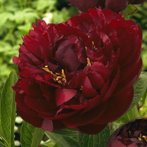 Paeonia Buckeye Belle