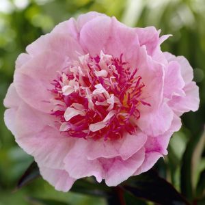 Paeonia Do Tell