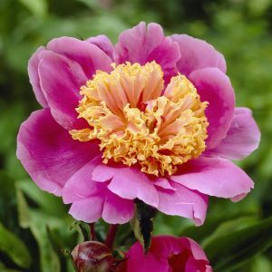 Paeonia Doreen