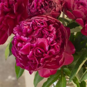 Paeonia Highlight