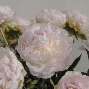 Paeonia My Love